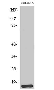 Brp44L antibody