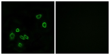 Brp44L antibody