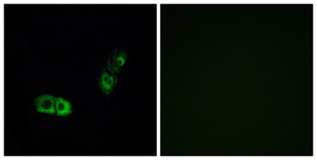 BRS-3 antibody