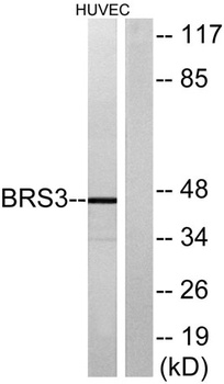 BRS-3 rabbit pAb