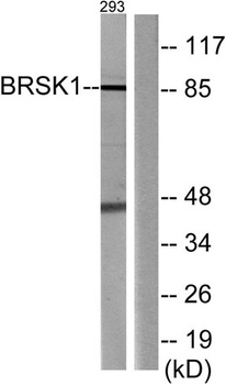 BRSK1 rabbit pAb