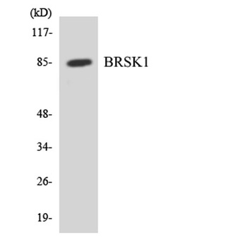 BRSK1 rabbit pAb