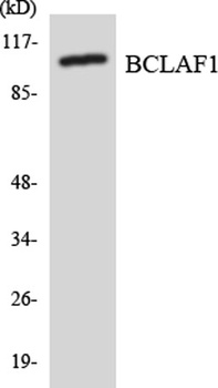 BTF antibody