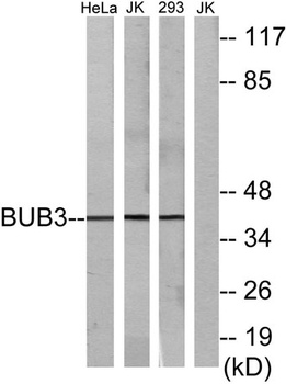 Bub3 rabbit pAb