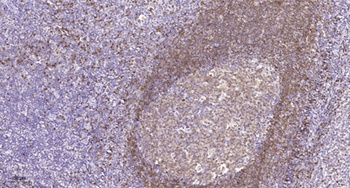 Bub3 antibody