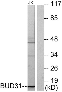 BUD31 rabbit pAb