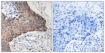 C1QBP antibody