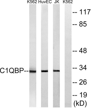 C1QBP rabbit pAb