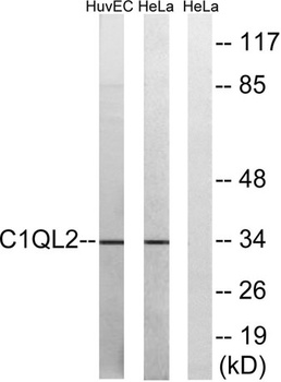 C1qL2 antibody