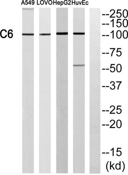 C6 rabbit pAb