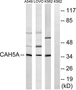 CA VA antibody