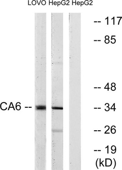 CA VI antibody