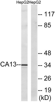 CA XIII antibody