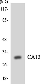 CA XIII antibody