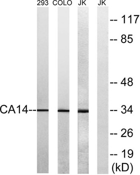 CA XIV antibody