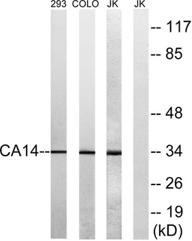 CA XIV rabbit pAb