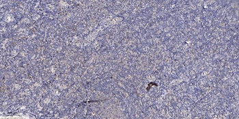 CABC1 rabbit pAb