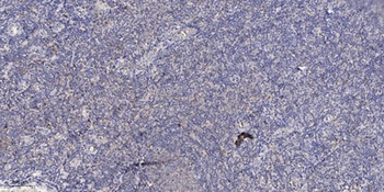 CABC1 antibody