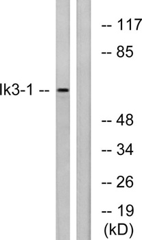 Cables1 antibody