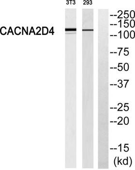 Cacna2d4 antibody