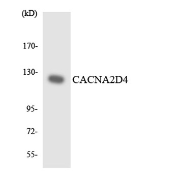 Cacna2d4 antibody