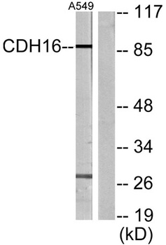 Cadherin-16 antibody