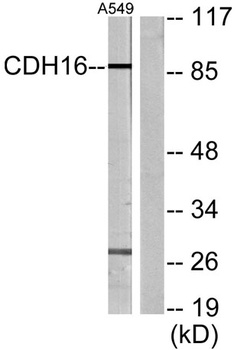 Cadherin-16 rabbit pAb
