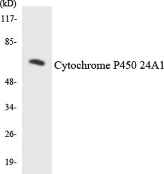 Cadherin-16 rabbit pAb