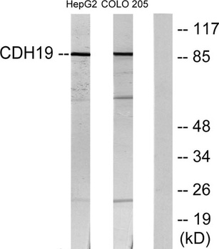 Cadherin-19 rabbit pAb