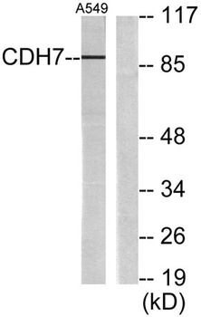 Cadherin-7 rabbit pAb