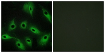 Cadherin-9 rabbit pAb