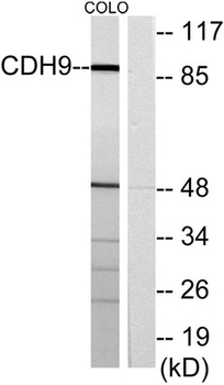Cadherin-9 antibody