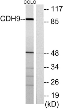 Cadherin-9 rabbit pAb