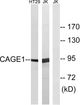 CAGE-1 antibody