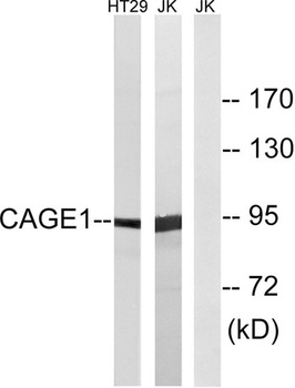 CAGE-1 rabbit pAb