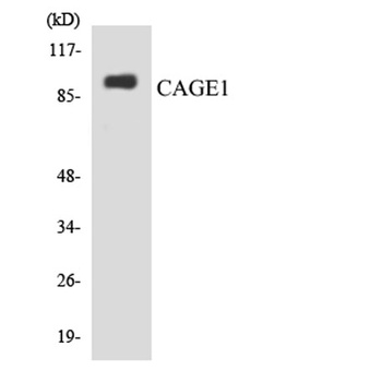 CAGE-1 rabbit pAb