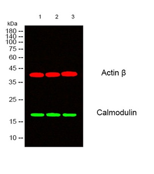 Calmodulin rabbit pAb