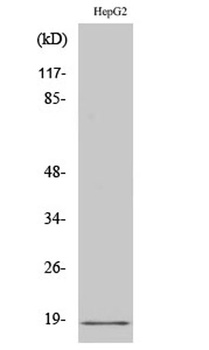 Calmodulin rabbit pAb