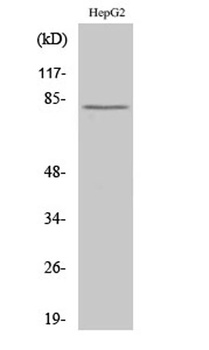 Calpain 11 rabbit pAb Antibody