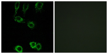 Calponin 2 rabbit pAb