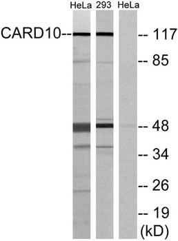 CARD 10 antibody