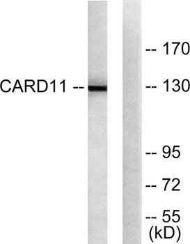 CARD 11 antibody