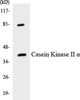 Casein Kinase IIα rabbit pAb