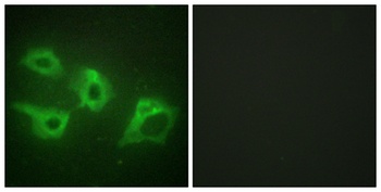 Casein Kinase Iα rabbit pAb