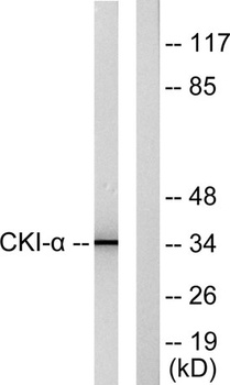 Casein Kinase Ialpha antibody