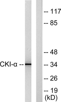 Casein Kinase Iα rabbit pAb