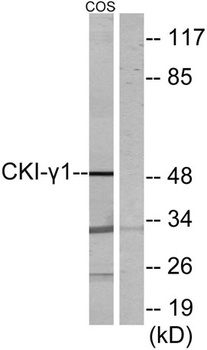 Casein Kinase Igamma1 antibody