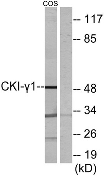Casein Kinase Iγ1 rabbit pAb