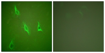 Caspase-10 B/C antibody