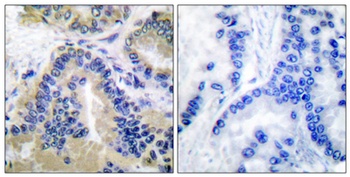 Caspase-10 B/D rabbit pAb